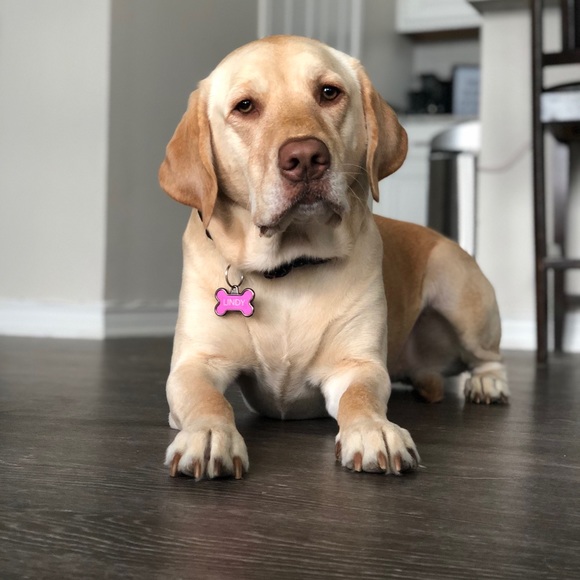 Meet your Posher, Avery - Picture 1 of 1